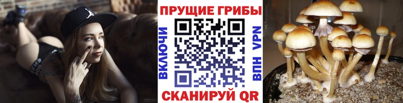 Галлюциногенные грибы MAGIC MUSHROOMS  Купить  Верхний Уфалей 